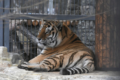  Топ-10 малоизвестных фактов о тиграх Воронежского зоопарка