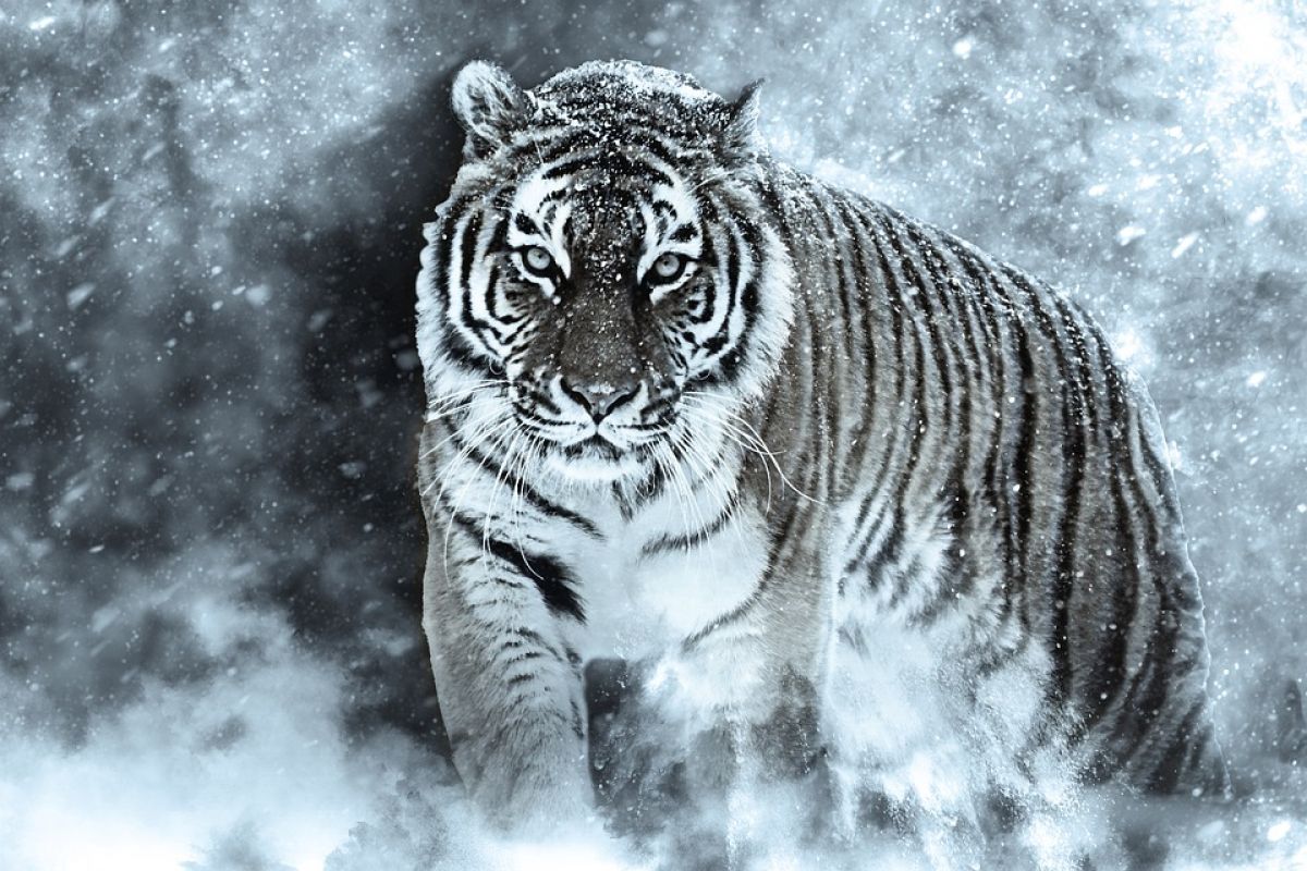 Наступающий 2022 год пройдёт под знаком чёрного водяного Тигра