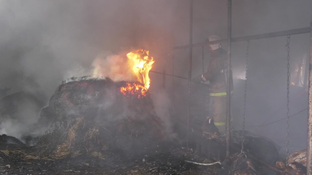 Во время пожара в Воронежской области погибли 24 коровы