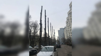  В Воронеже управляющая компания поплатилась за «омоложение» деревьев
