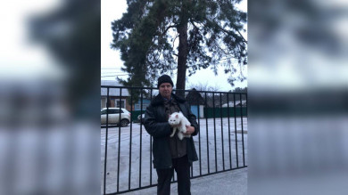  Спасённая кошка в Воронеже вернулась к своему хозяину