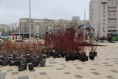  Мэр Воронежа поделился радостью: в городе высадили новые деревья  