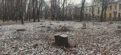 Воронежцы снова пожаловались на исчезающие из дендропарка у ВГАУ деревья
