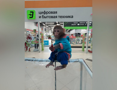  В «Галерее Чижова» закрыли скандальную фотозону с животными
