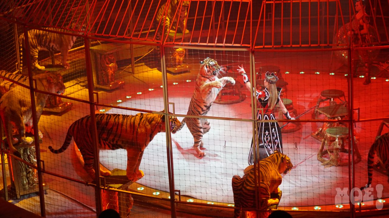 Артисты шоу «Королевский цирк» рассказали, как поздравляют тигров с Новым годом
