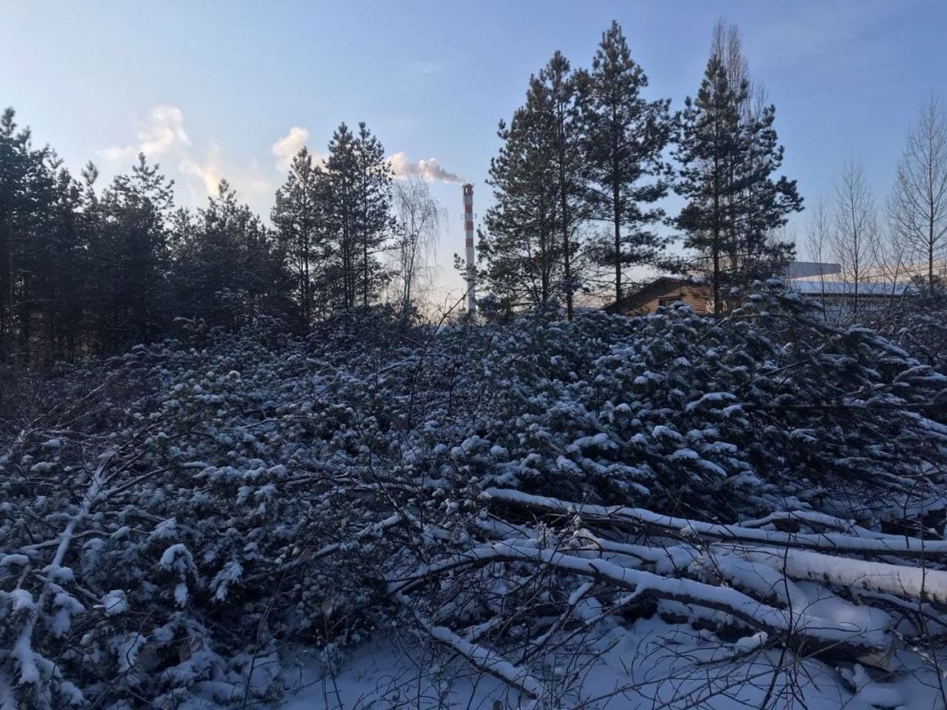 Воронежцы помогли остановить незаконную вырубку деревьев&nbsp;