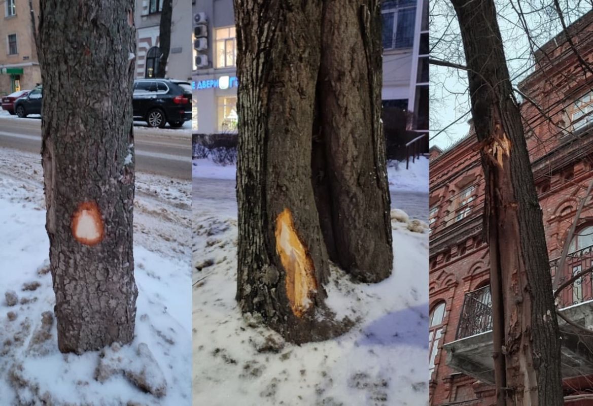 Воронежцы рассказали об изуродованных коммунальной техникой деревьях