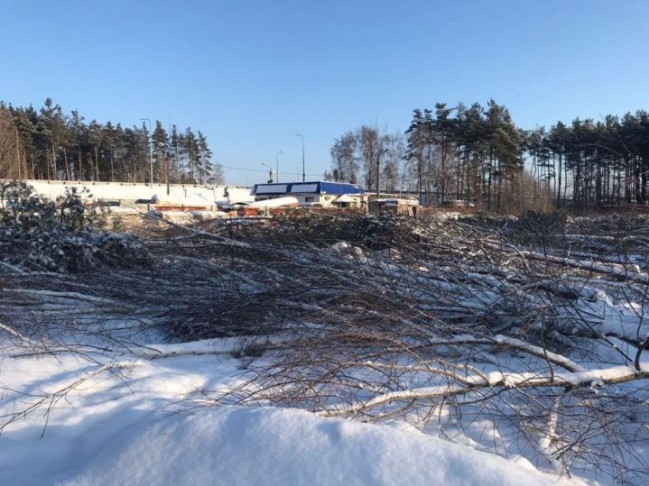 Браконьеры вырубили в Отрожке деревьев на 2,5 млн рублей