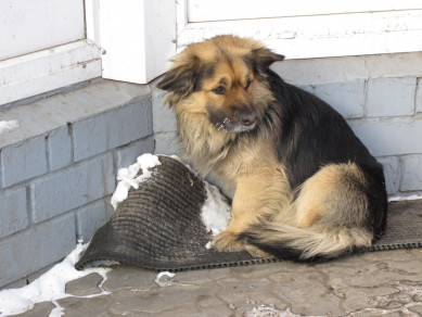  Догхантеры разбросали отраву в Воронеже — погибли 10 собак