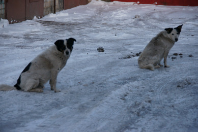 Бездомная собака набросилась на ребёнка в Воронежской области