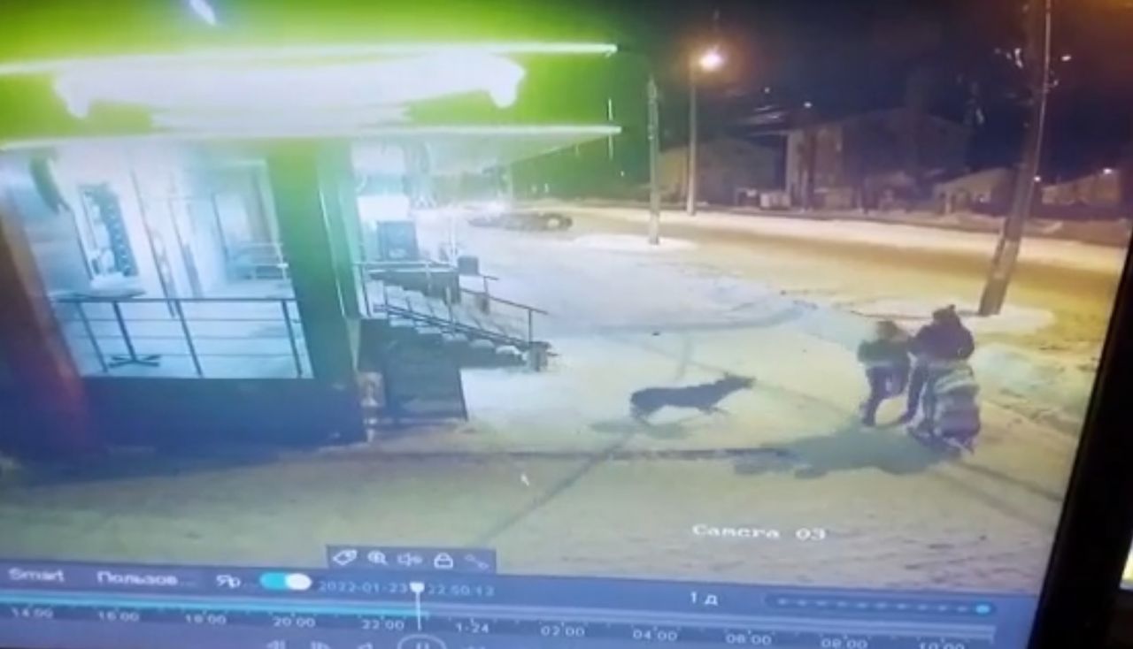 Нападение на семью. Семилуки собаки нападение. Видео собаки насмерть загрызли ребенка в Оренбурге фото.