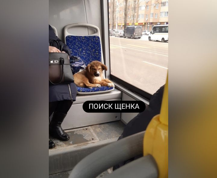 В Воронеже пропавший щенок сутки катался в автобусе