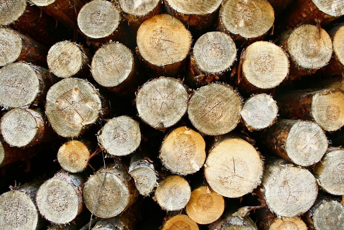 Деревьев на 15 млн рублей вырубили в воронежском заказнике