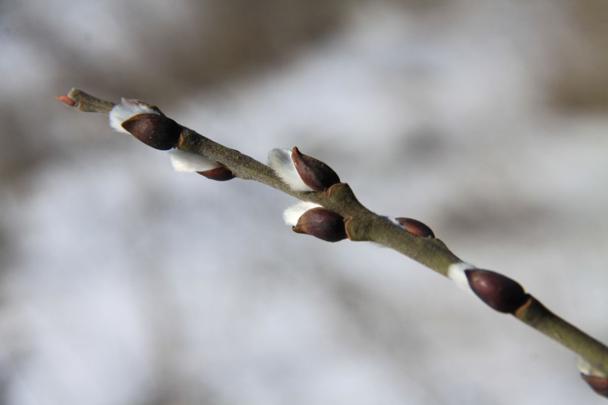 Синоптики рассказали, на сколько в Воронеже задержится весеннее тепло