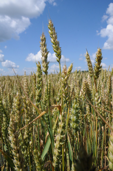 Поможет ли урожай-2022 остановить рост цен в Воронеже