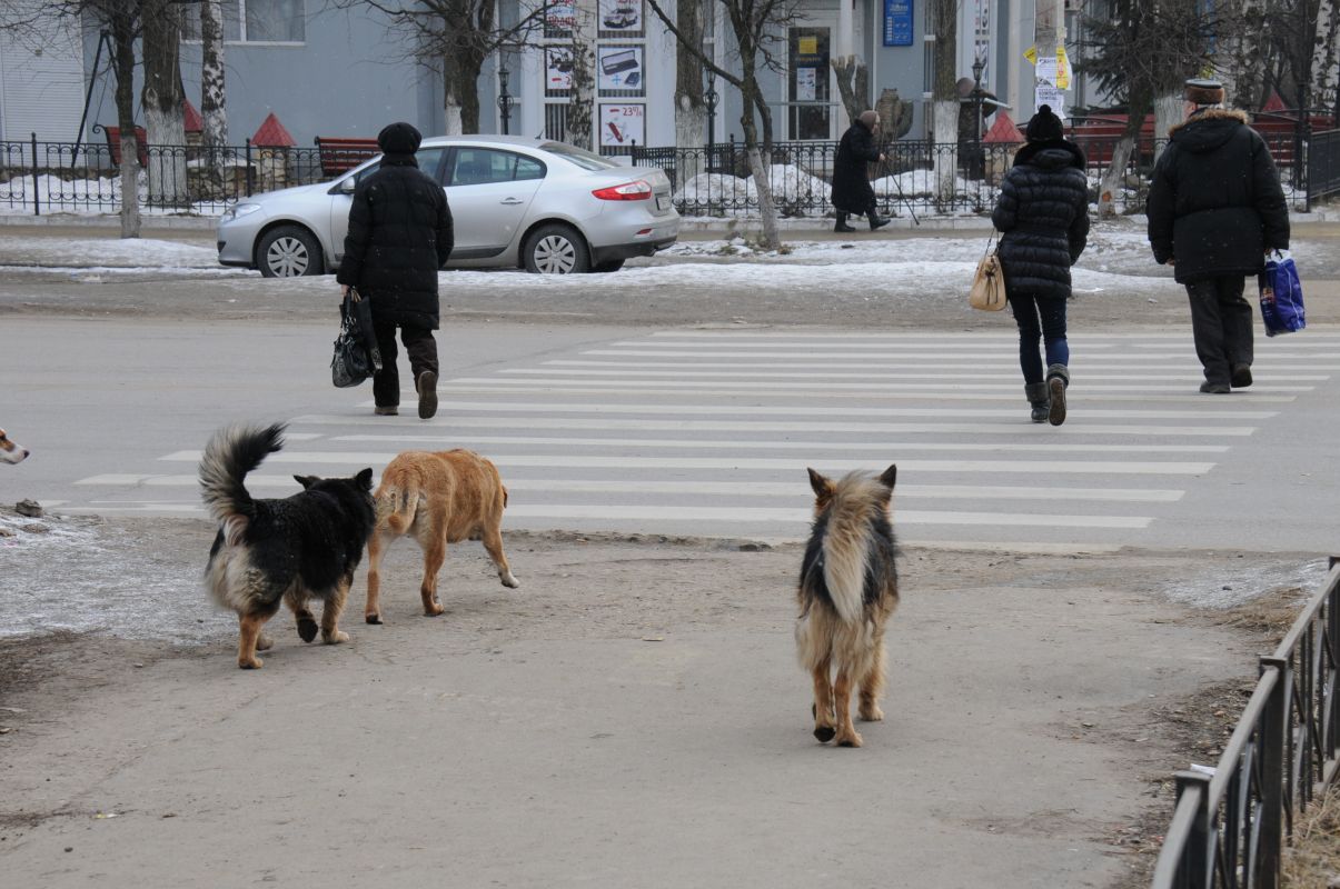 «Я закрыла собой коляску». В Советском районе стая бездомных собак напала на мать с годовалым ребёнком