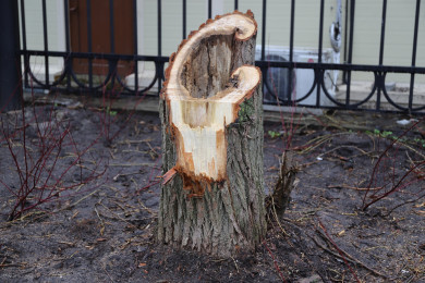 Росприроднадзор: в воронежском парке «Орлёнок» вместо 24 деревьев вырубили 147