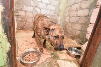 «За каждую собаку дают по 10 700 рублей, а обращение с ними ужасное»