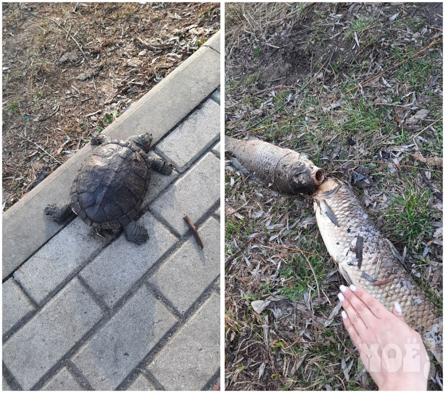 Десятки мёртвых рыб и черепах нашли у озера в Воронеже