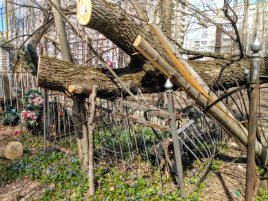 Упавшее дерево покорёжило могилы на Коминтерновском кладбище в Воронеже