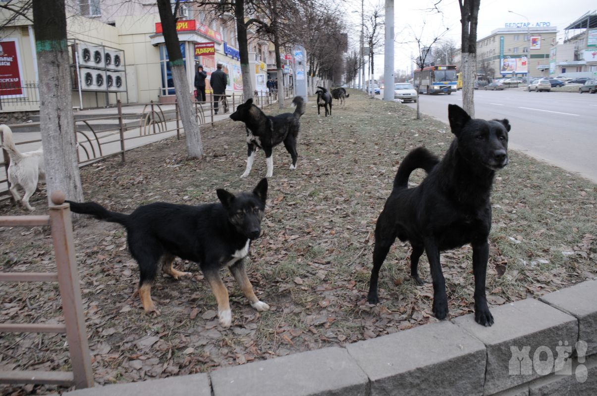 На набережной в Воронеже бездомные собаки напали на женщину