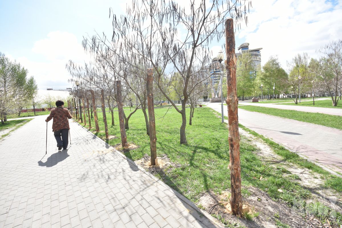 Экзотические деревья могут исчезнуть у «Арены» из-за строительства музея ВДВ