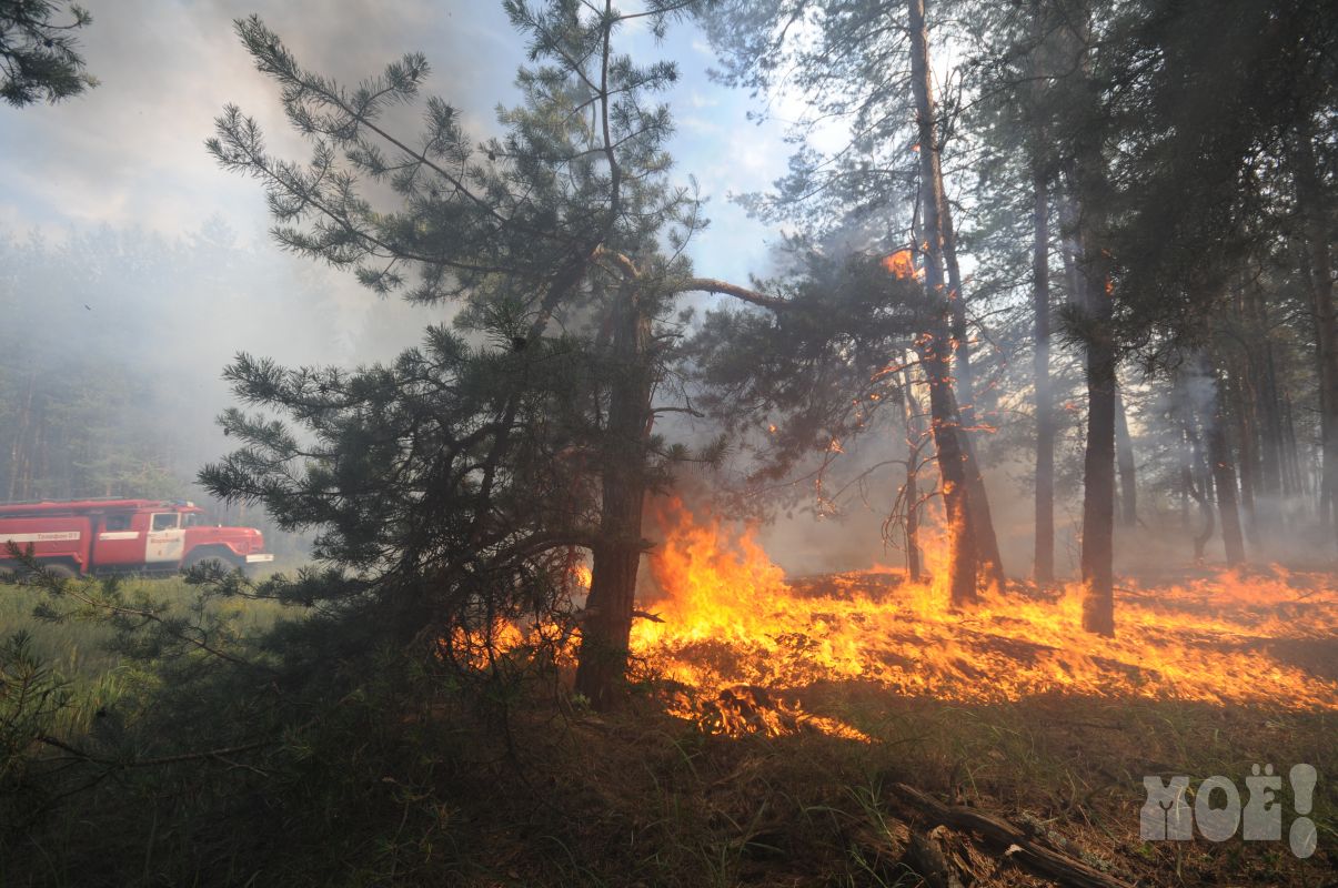Впервые за несколько лет в Воронежской области весной нет лесных пожаров