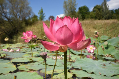 Пруду с лотосами в Воронежской области угрожает «чёрное болото»
