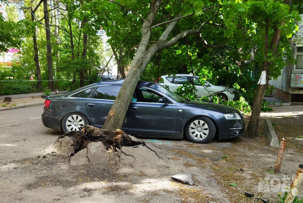 «Кому-то очень не повезло»: дерево рухнуло на «Ауди» в Воронеже