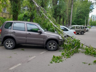 В Воронеже дерево рухнуло на машину и оголило электропровода 