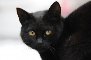 Штраф за выброшенных на улицу животных в России может составить 30 тысяч рублей