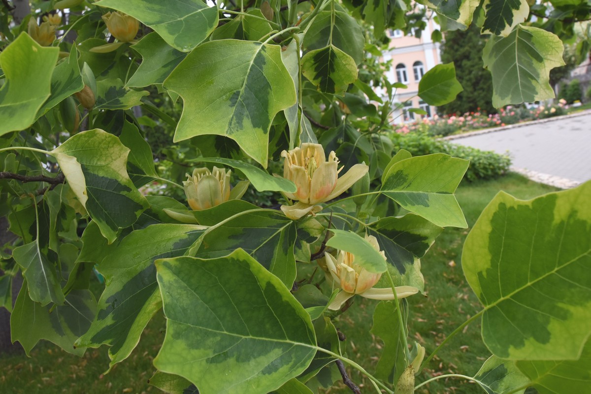 В Воронеже зацвело редкое для&nbsp;наших широт тюльпановое дерево