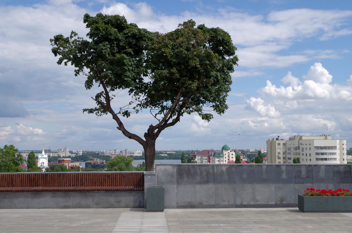 Прогноз погоды в&nbsp;Воронеже на&nbsp;пятницу, 17 июня