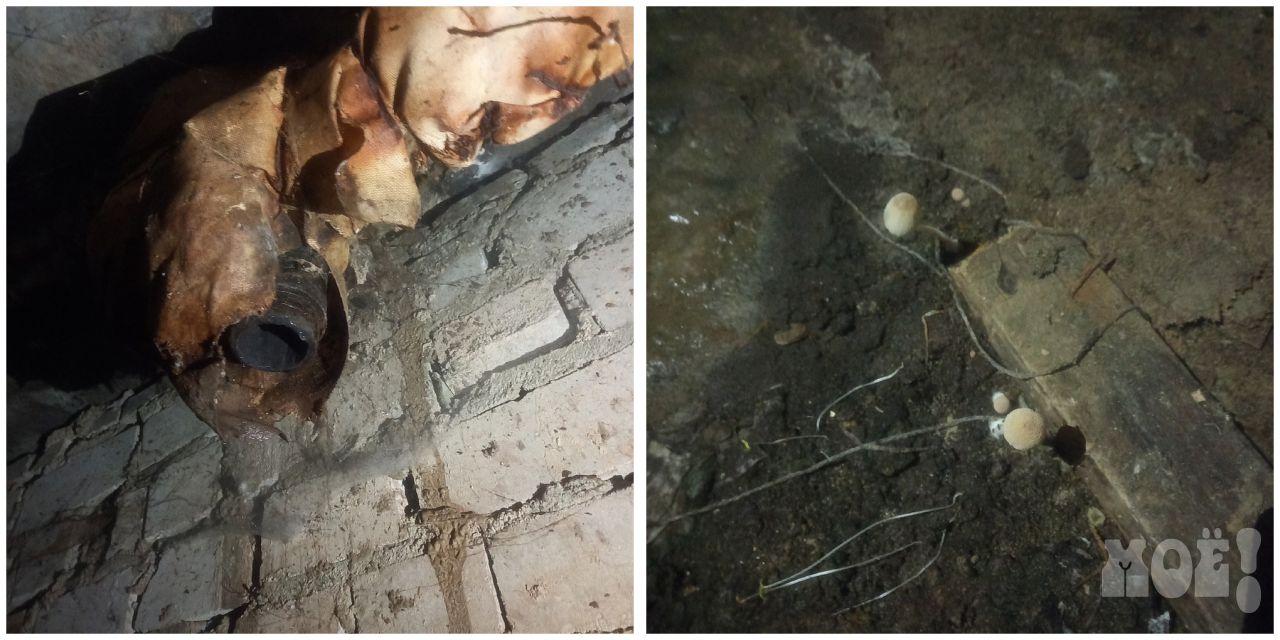 В подвале воронежской многоэтажки из-за «фекального потопа» поселились мухи и выросли грибы