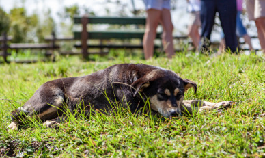 Воронежцы связали собаку колючей проволокой, наказав её за украденного кролика