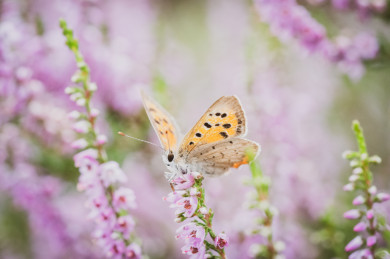 Прогноз погоды в Воронеже на воскресенье, 19 июня