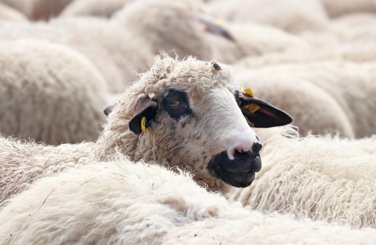 Несколько воронежцев украли овец и баранов на два миллиона рублей