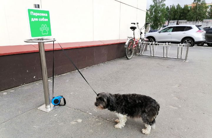 Нужны ли Воронежу парковки для собак?