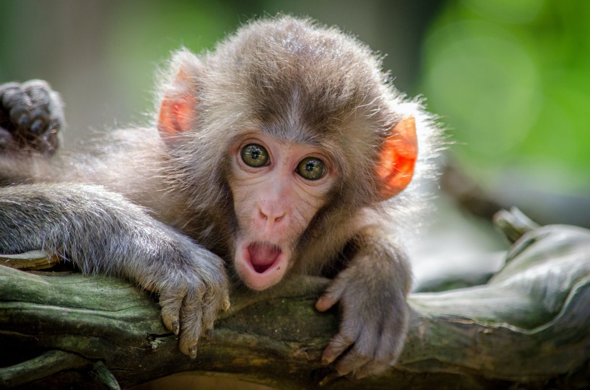Первый случай заболевания человека оспой обезьян выявили в&nbsp;курортной Турции