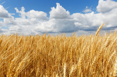 Прогноз погоды в Воронеже на пятницу, 1 июля