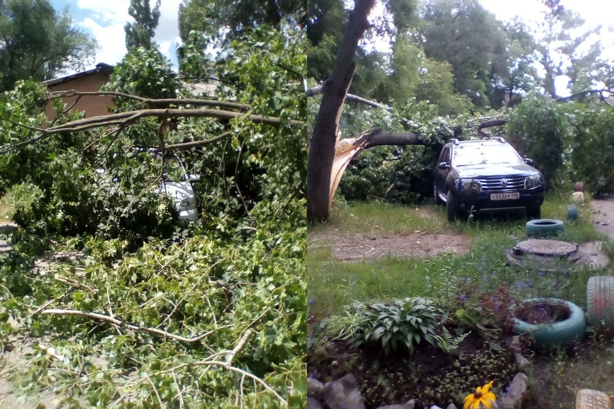 Упавшее в&nbsp;Воронеже дерево погребло под&nbsp;собой две машины