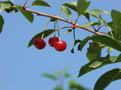 Прогноз погоды в Воронеже на среду, 6 июля