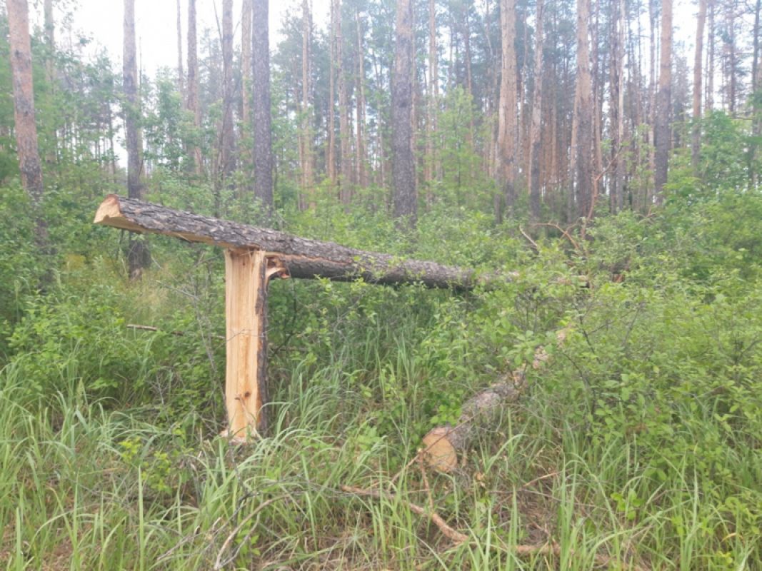 95 сосен незаконно вырубили в&nbsp;лесу рядом с&nbsp;воронежским селом
