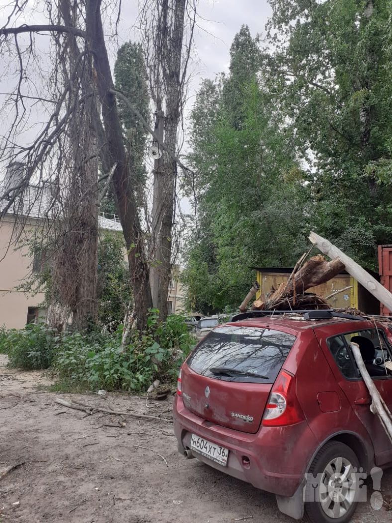 Будем судиться»: рухнувшее дерево разбило стекло и помяло машину в Воронеже