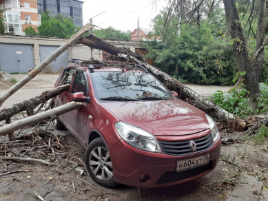 «Будем судиться»: рухнувшее дерево разбило стекло и помяло машину в Воронеже