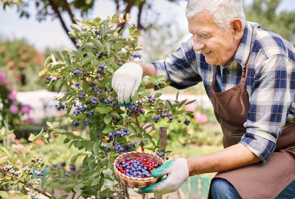 22 июля: Черничный день. Что можно и чего категорически нельзя сегодня делать