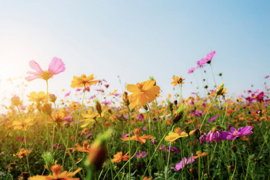 Прогноз погоды в Воронеже на понедельник, 25 июля