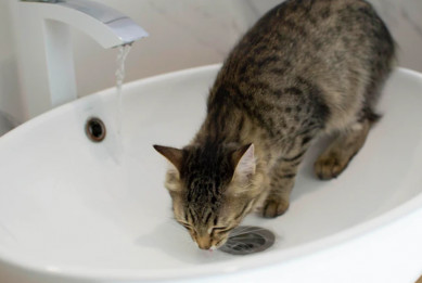 Жители частного сектора в воронежском районе остались без воды