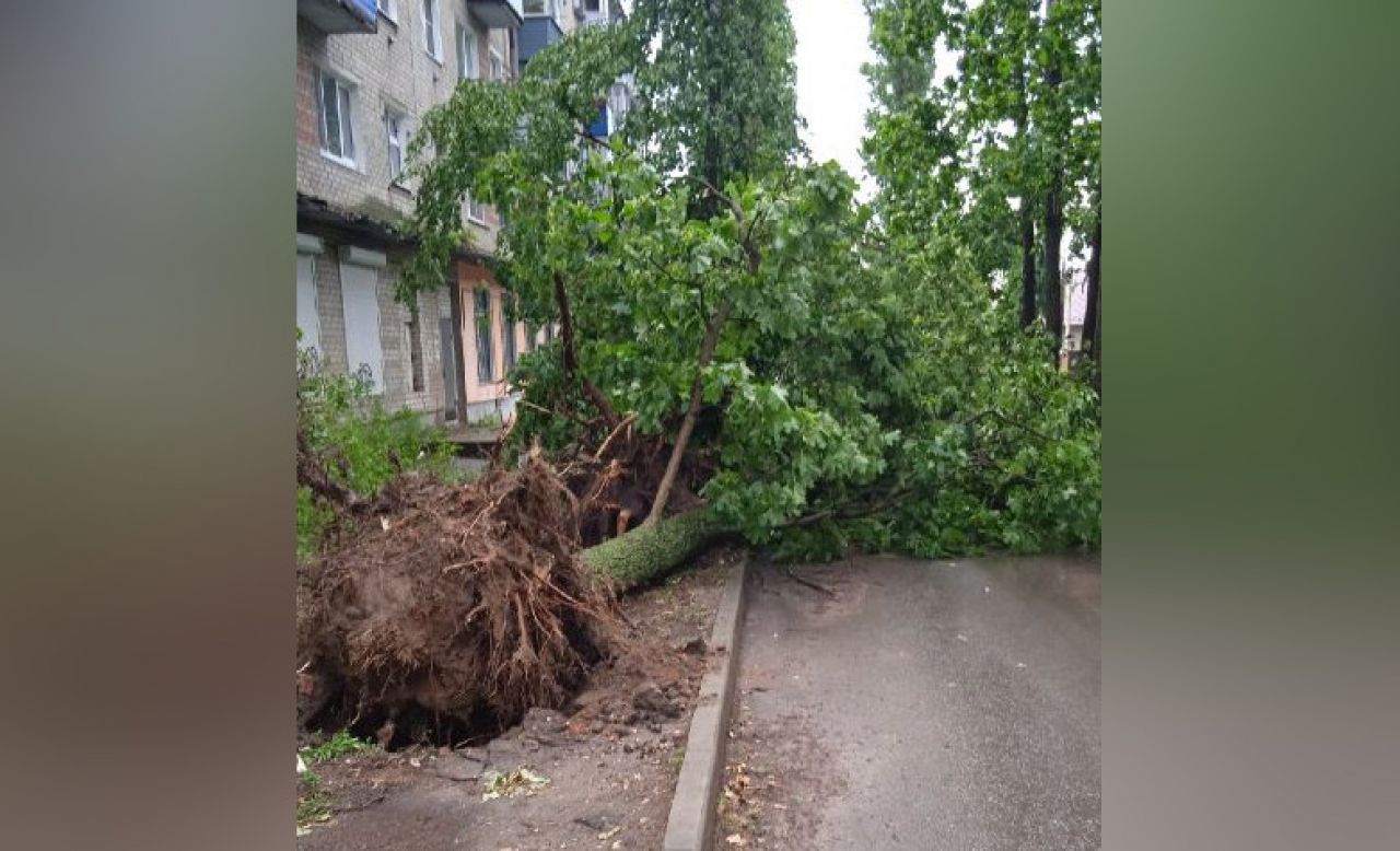 12 деревьев рухнули на автомобили в Воронеже из-за урагана&nbsp;