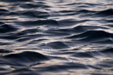 Воронежская прокуратура проверит сообщение о наличии в Дону холерного вибриона